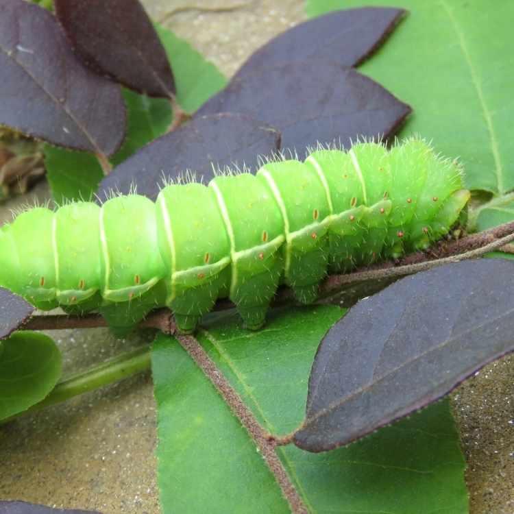 luna moth caterpillar