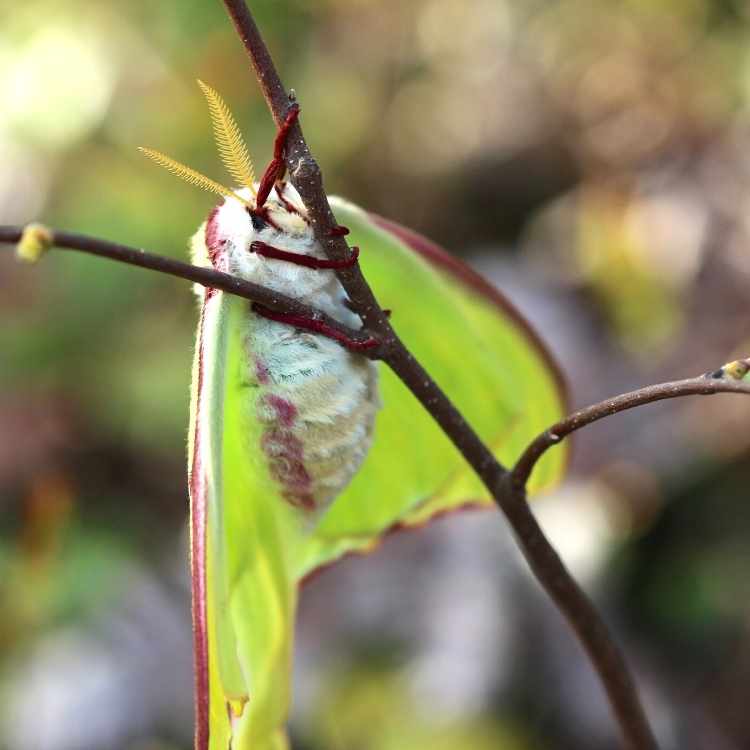 luna moth different angle