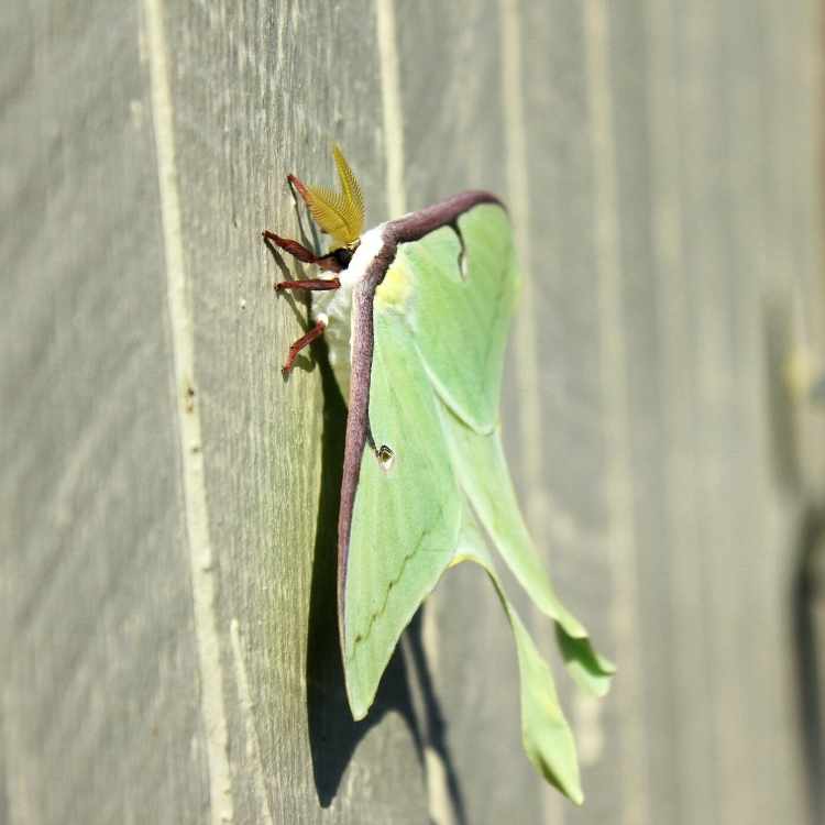 luna moth tranformation