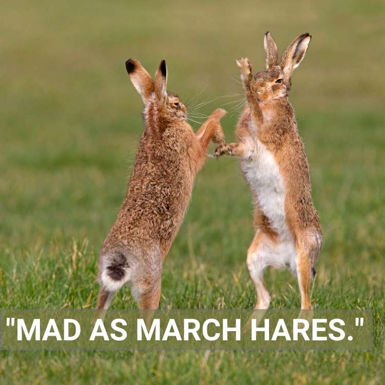 mad as March Hares