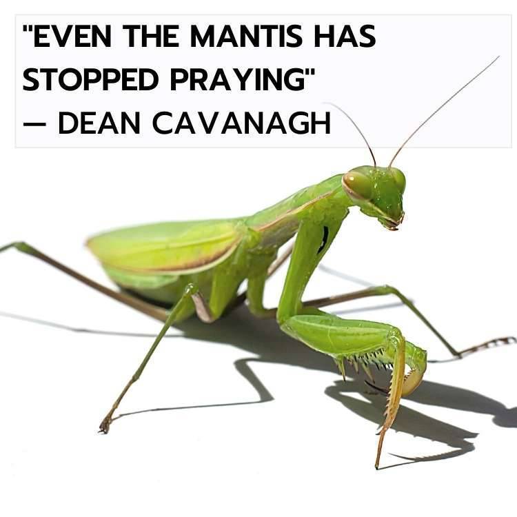 mantis has stopped praying Praying Mantis Meaning in the Bible