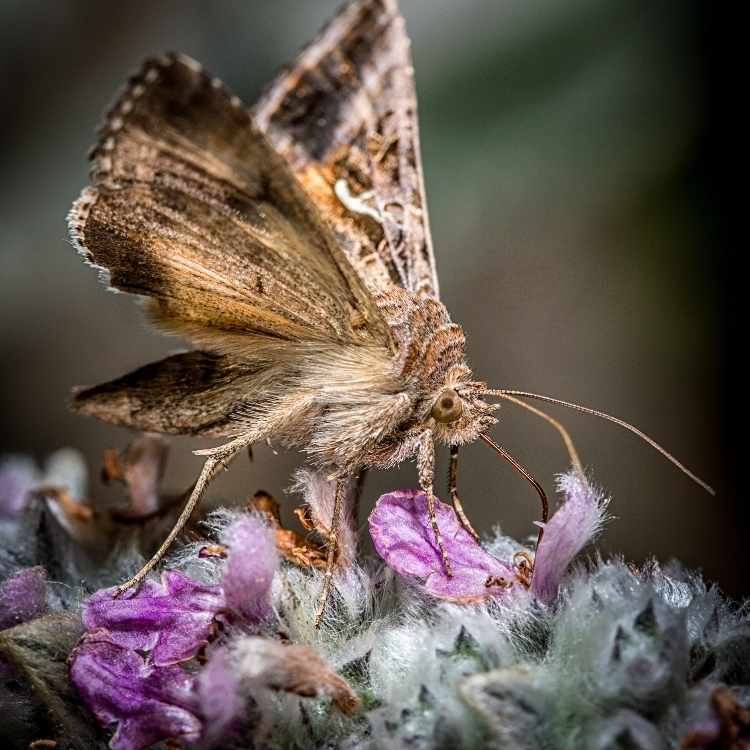 moth animal totem