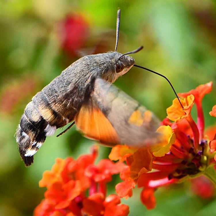 moth feeding