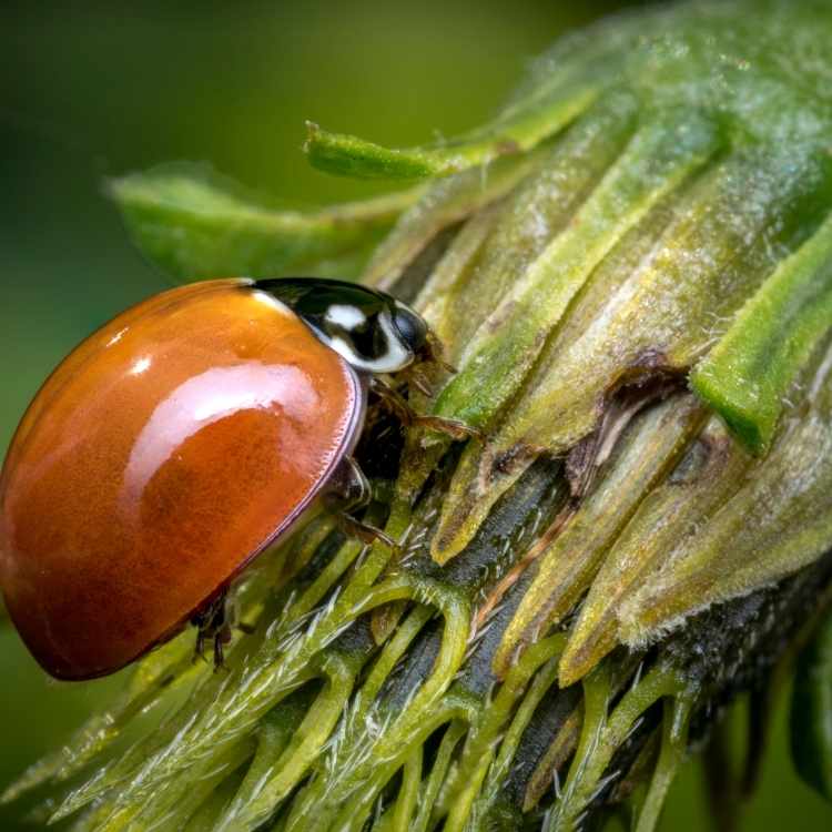 orange ladybug on leaf