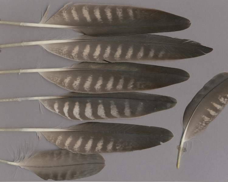 peregrine falcon feather