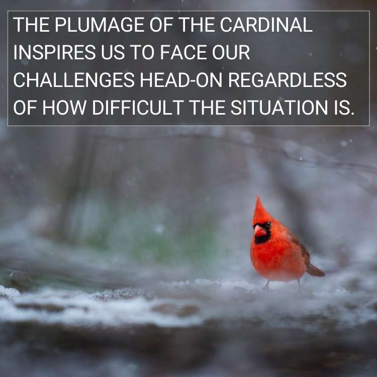plumage of the cardinal