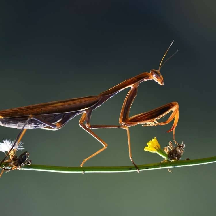 praying-mantis-backlight