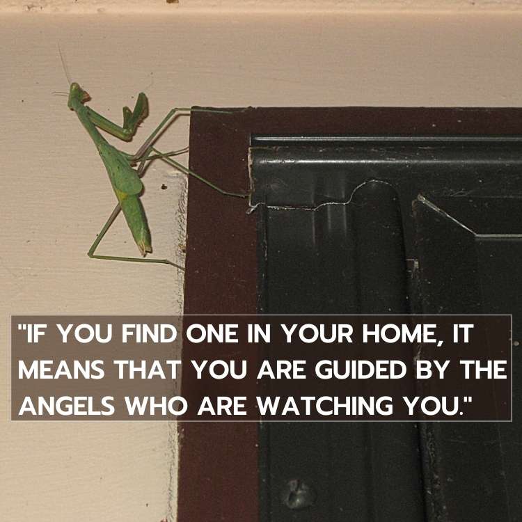 praying-mantis in house