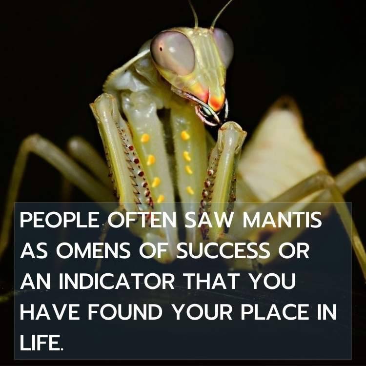 praying mantis omen of success