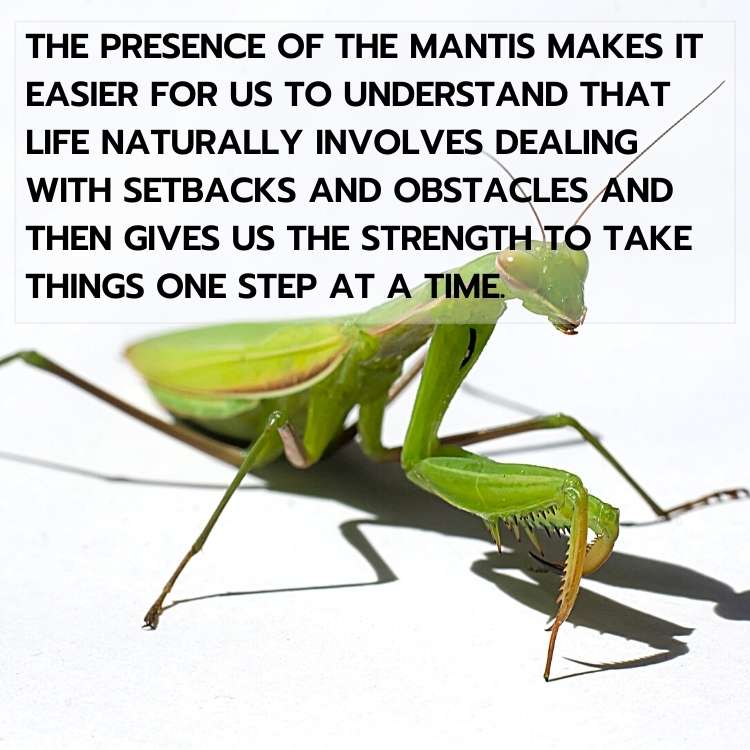 praying mantis presence