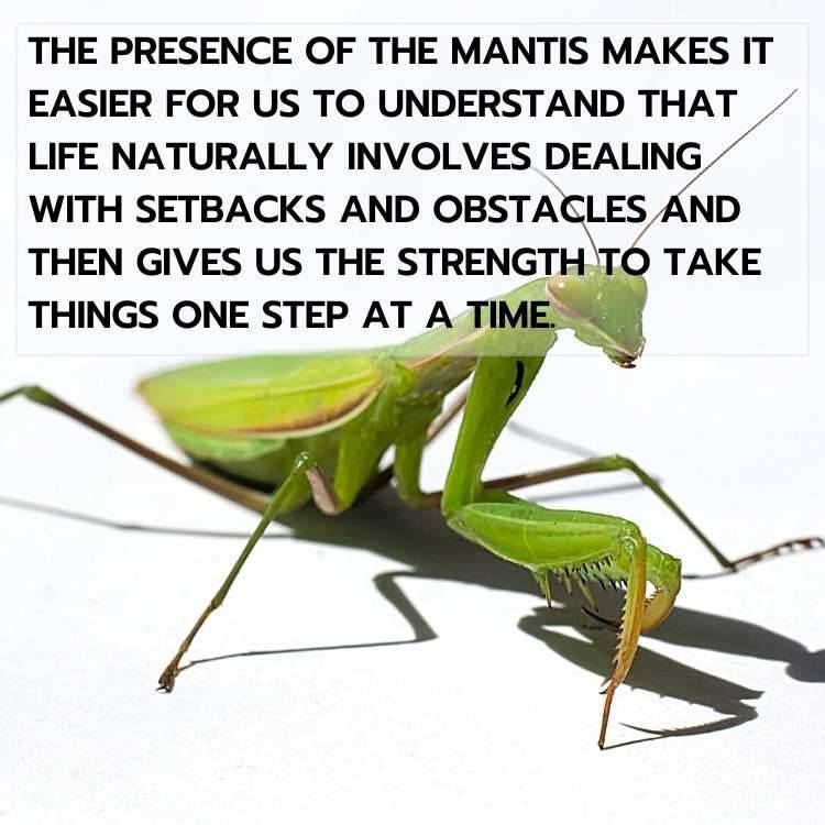 Praying Mantis Meaning In House: What the Symbolism Means for You