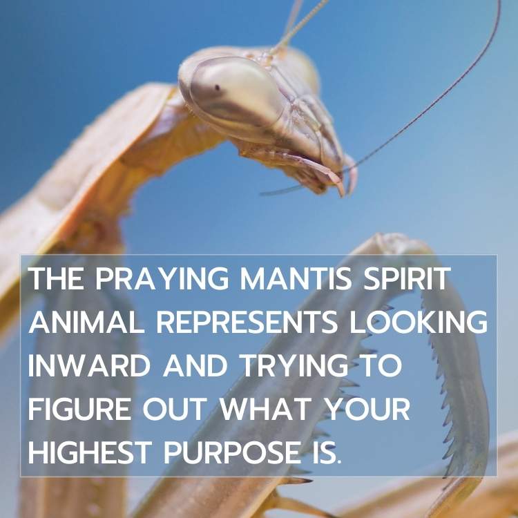 praying mantis spirit animal