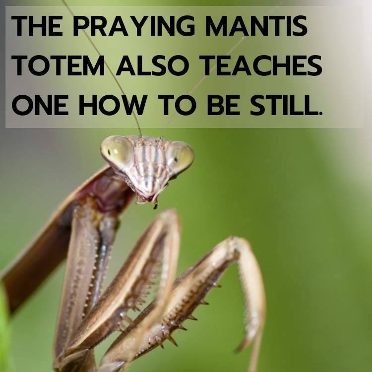 praying mantis totem