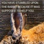 Death Rabbit Ear Quotes Dead Rabbit Symbolism: 6 Important Spiritual Meanings