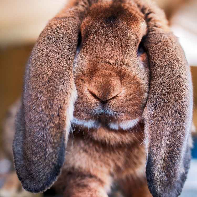 rabbit