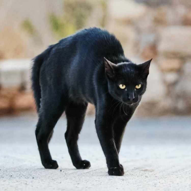 scary black cat