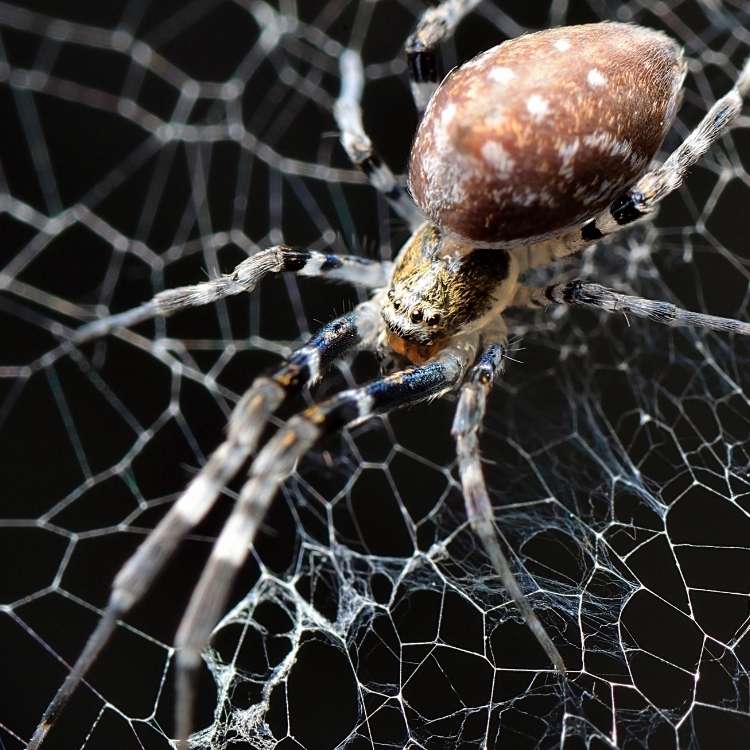scary spider Spider Symbolism, Totem, And Spirit Animal: A Guide To Understanding Arachnids
