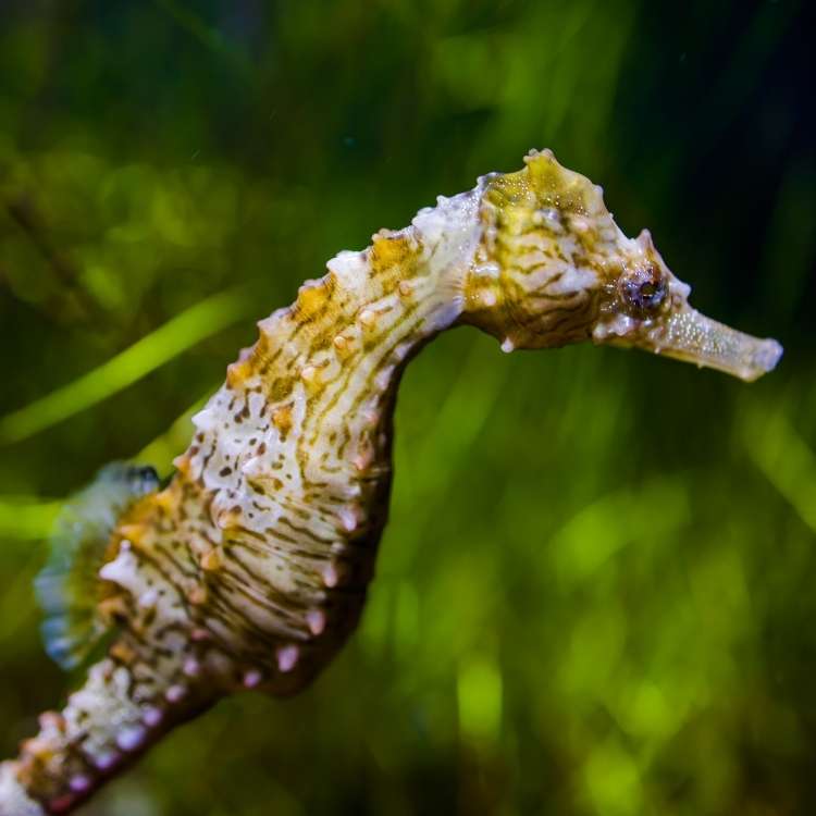 seahorse spiritual meaning