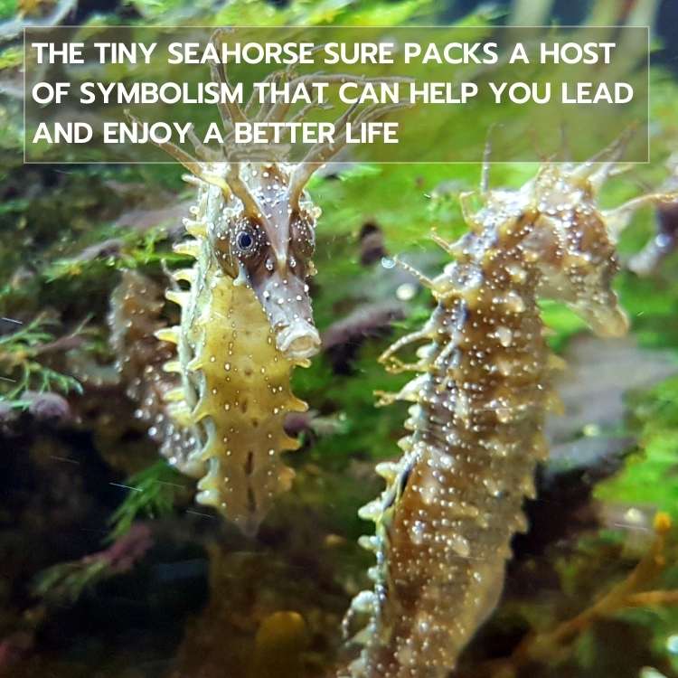 seahorse symbolism saying