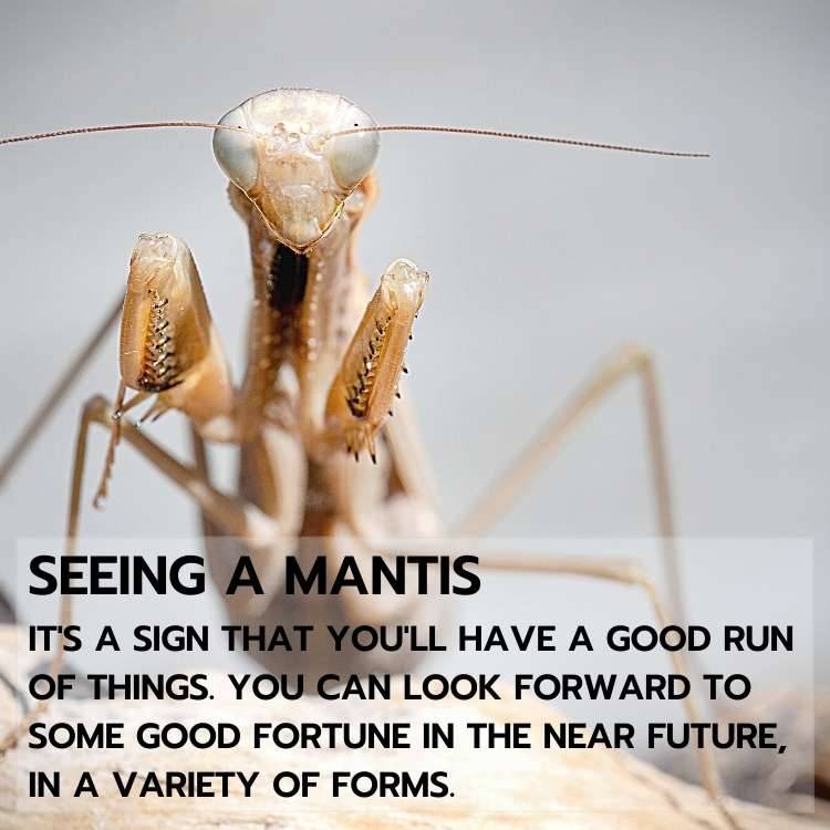 seeing a mantis meaning