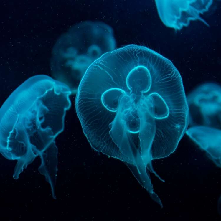 several jellyfish