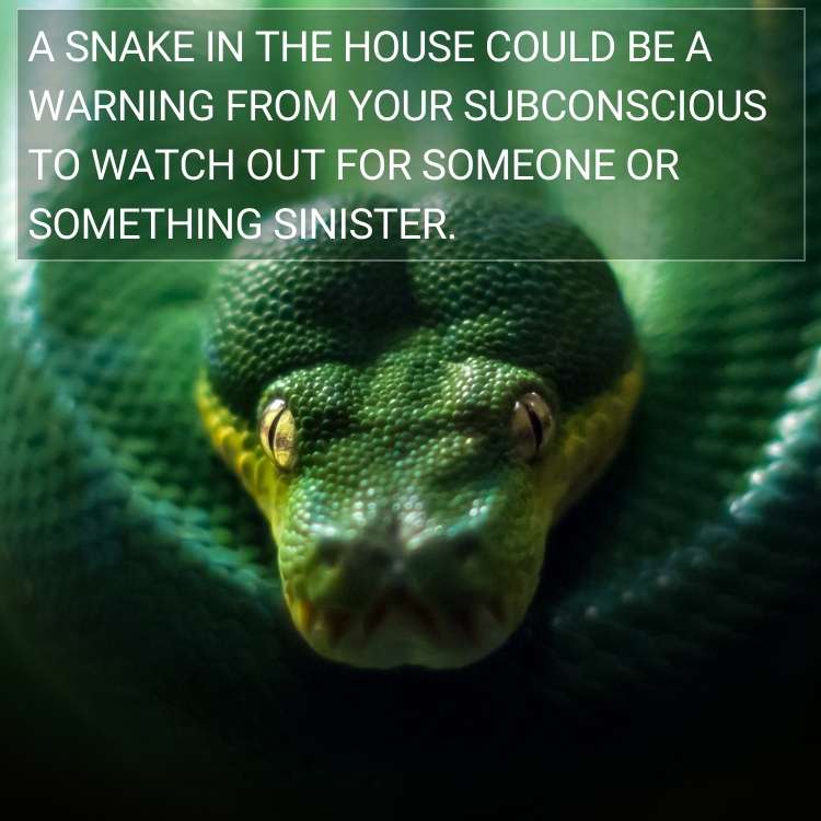 snake in the house could be a warning