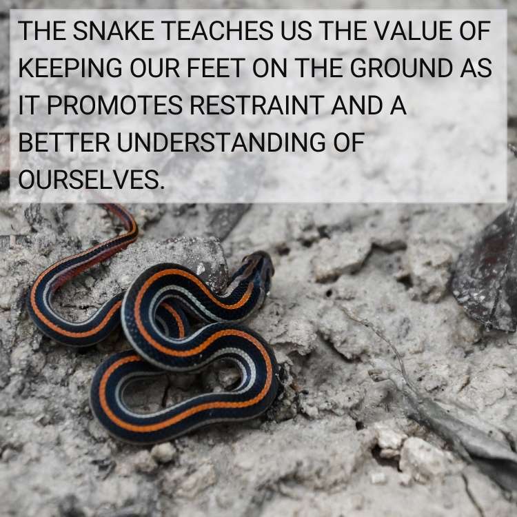 snake teaches keeping our feet on the ground