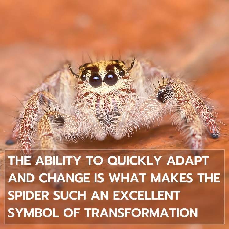 spider ability to quickly adapt and change