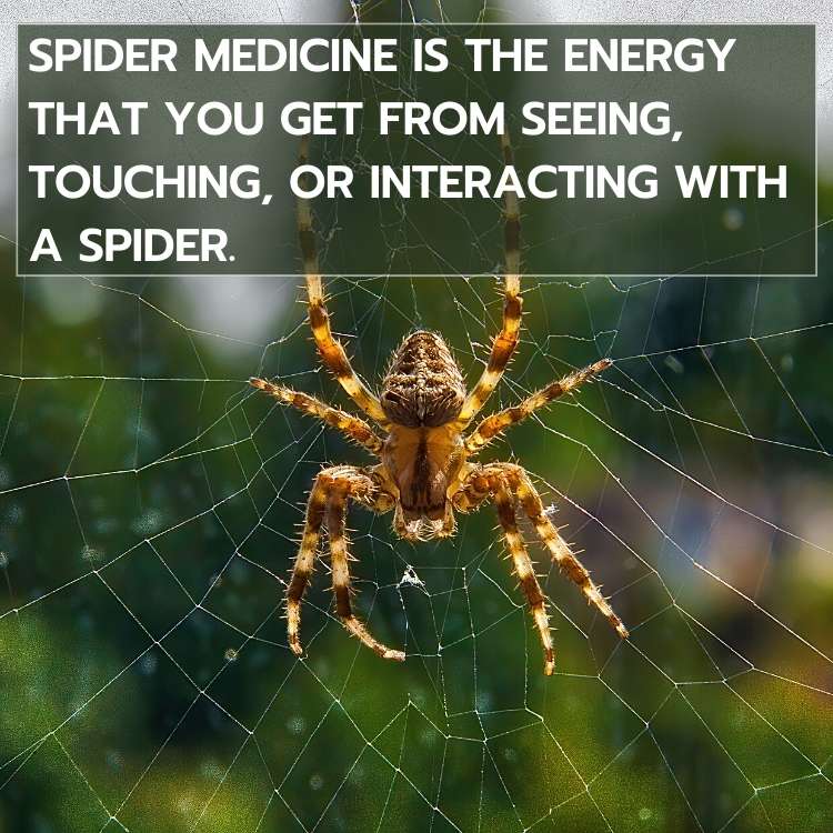 spider medicine