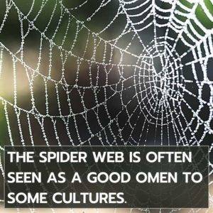 Spider Symbolism, Totem, And Spirit Animal: A Guide To Understanding