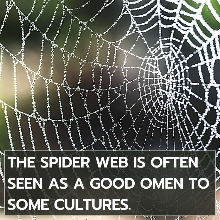 spider web good omen