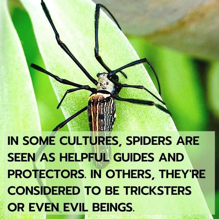 spiders helpful guides