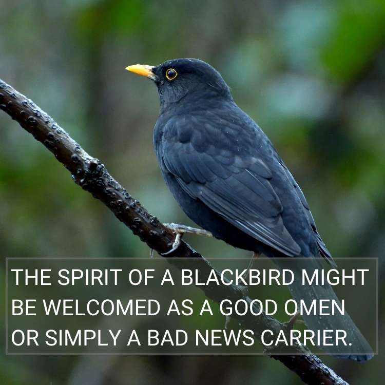 spirit of a Blackbird