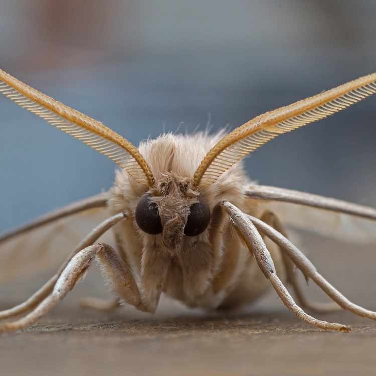 moth house