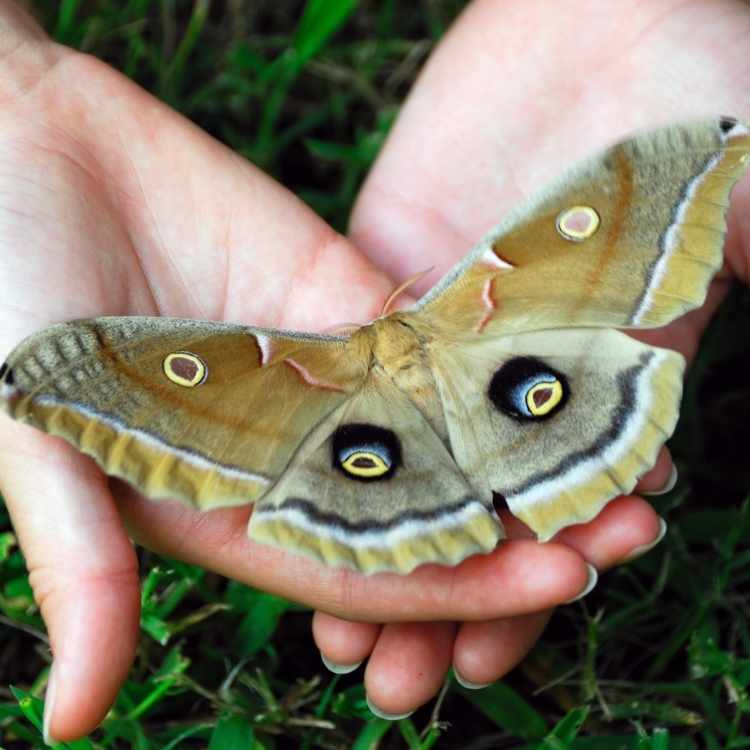 spiritual moth 2 Moth Symbolism: Dive Deep into the Spiritual Significance of These Winged Wonders