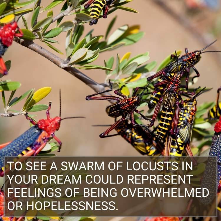 swarm of locusts in dream