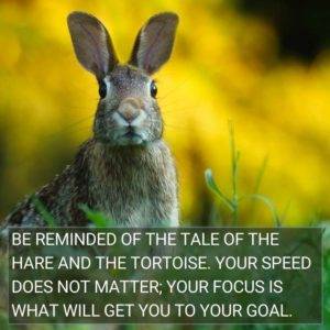 Death Rabbit Ear Quotes Dead Rabbit Symbolism: 6 Important Spiritual Meanings