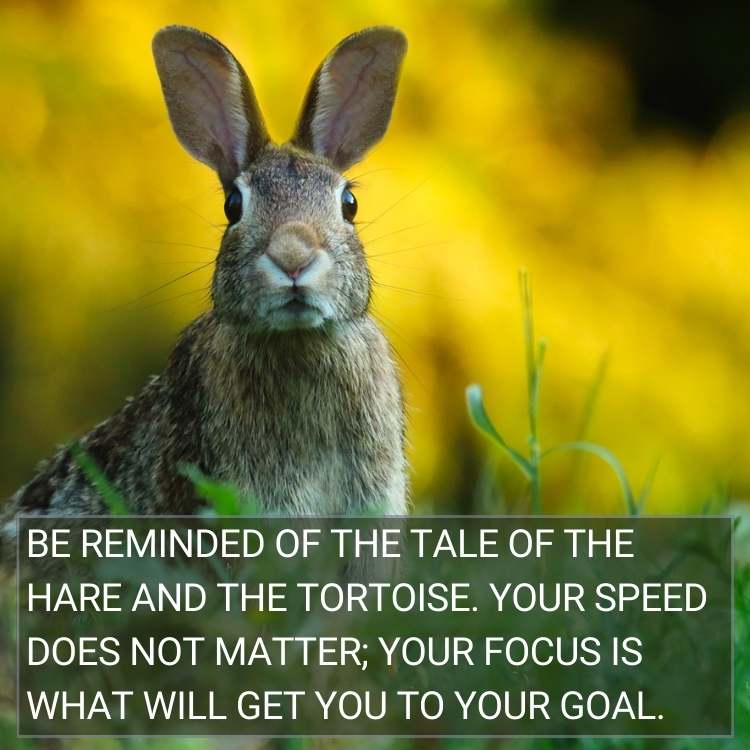 tale of the hare and the tortoise