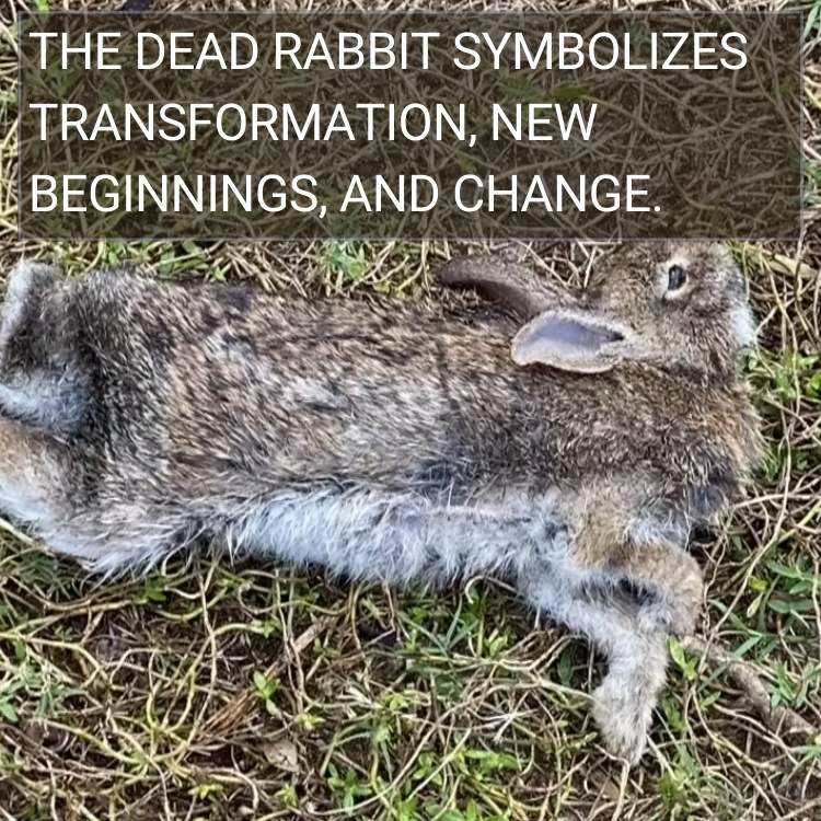 dead rabbit symbolizes transformation