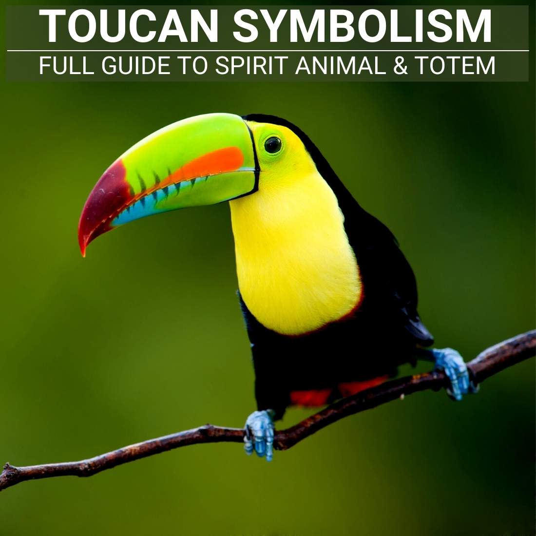 toucan Symbolism