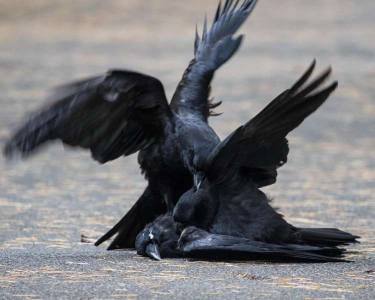 two dead crows