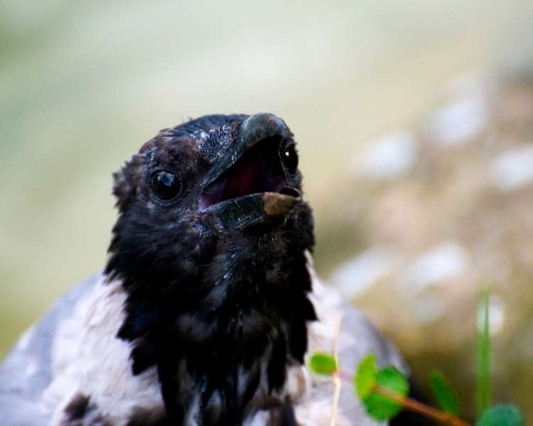 ugly hooded crow