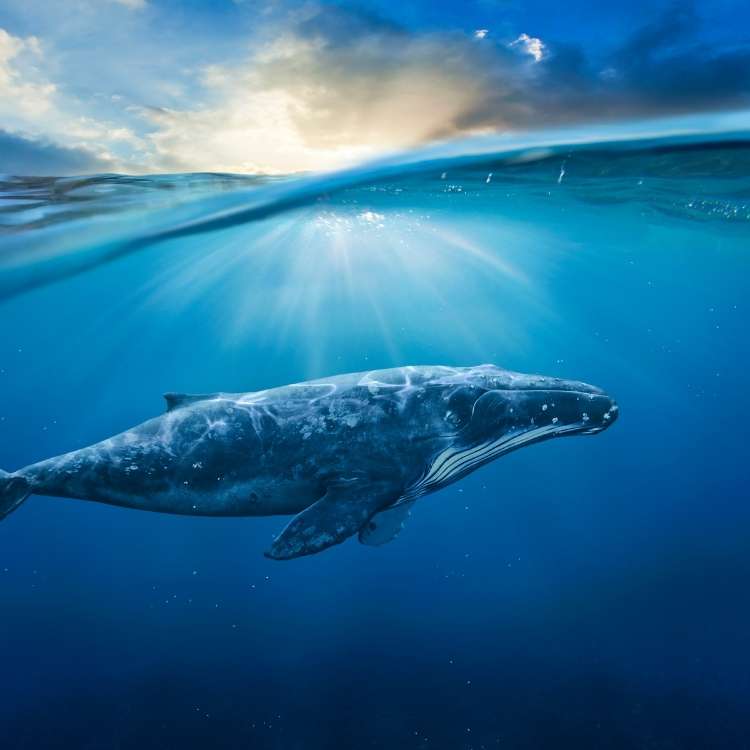 whale spirit animal