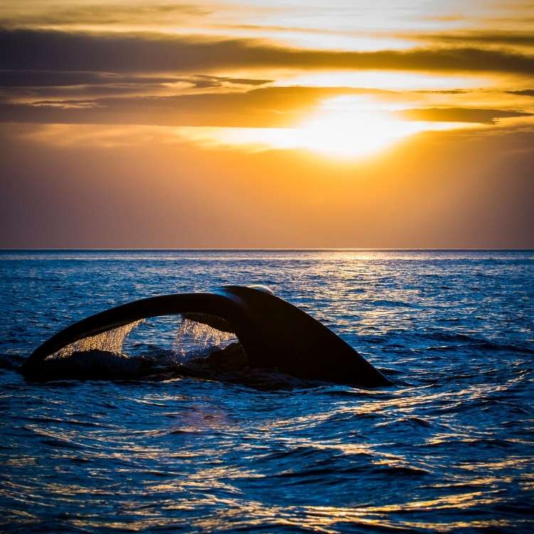 whale sunset