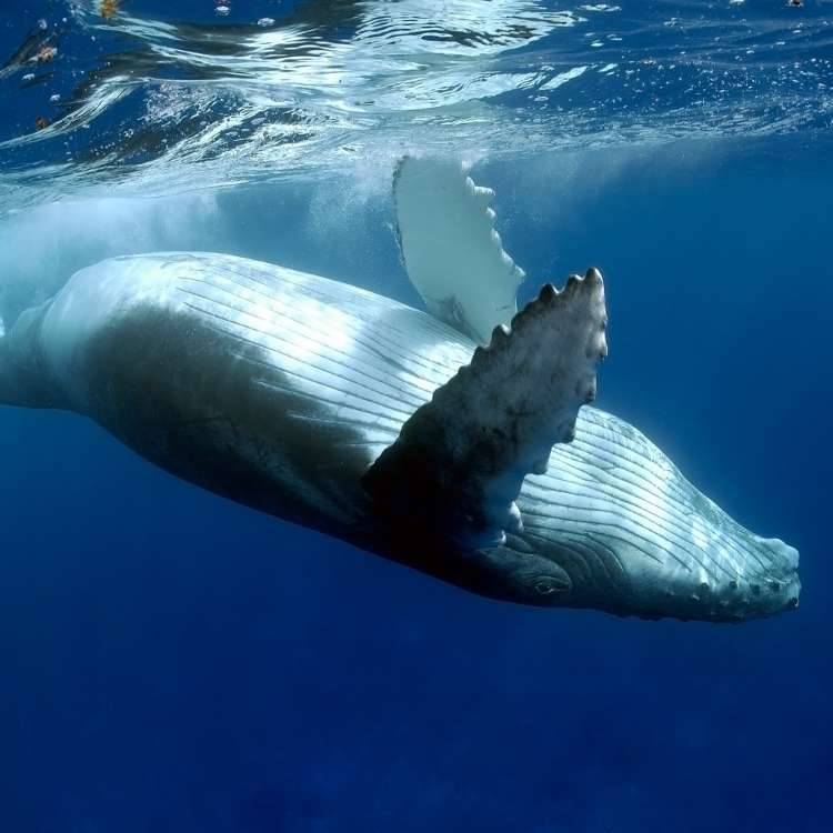 whale upsidedown