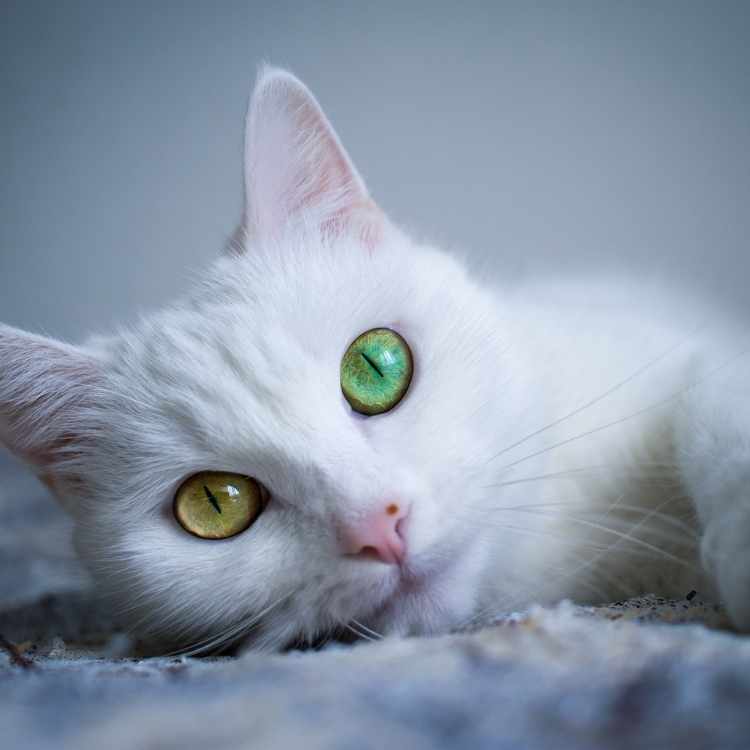 white cat Cat Symbolism: Exploring the Cat's Role as a Symbol of Mystery, Magic, and Power