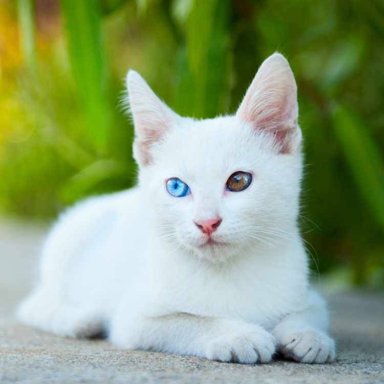 white cat2 Cat Symbolism: Exploring the Cat's Role as a Symbol of Mystery, Magic, and Power