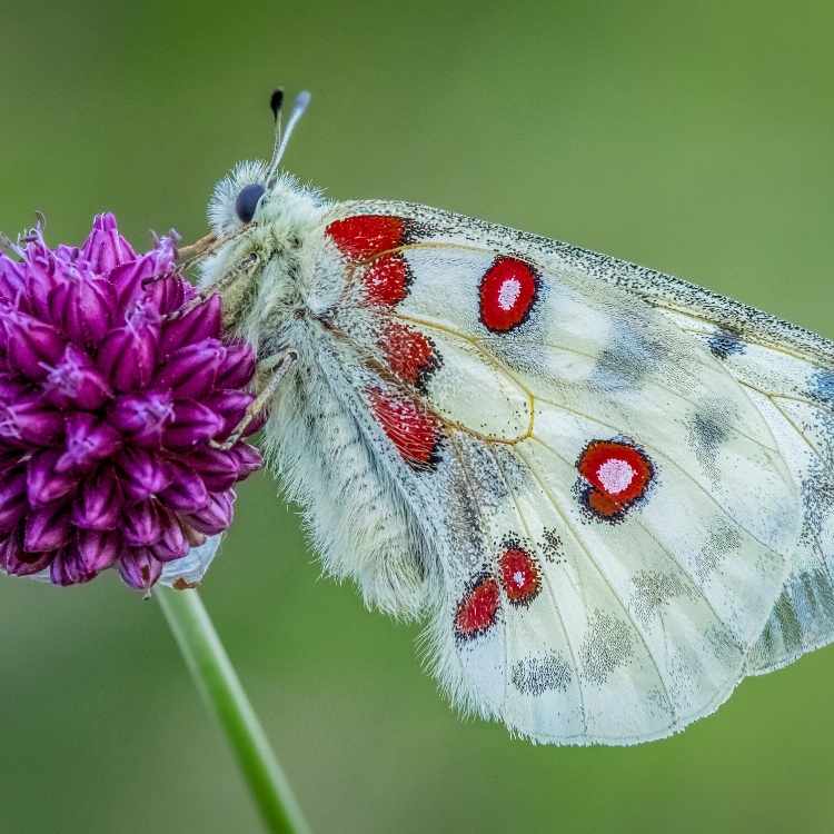 white moth on flower