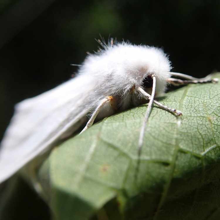 white moth on leave