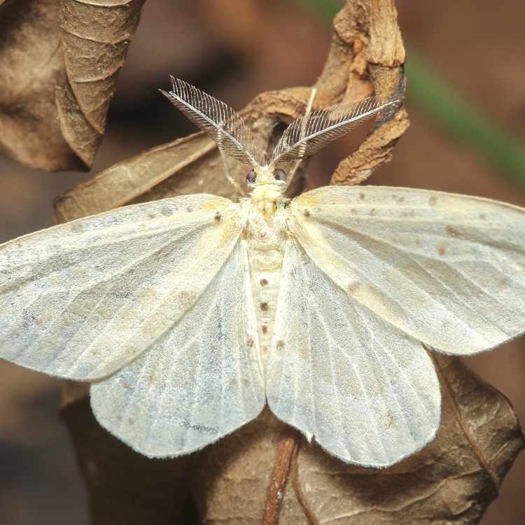 white moth wings
